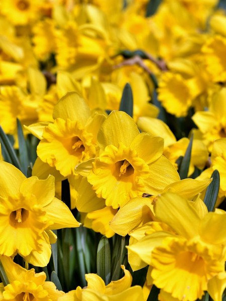 Network in Consciousness