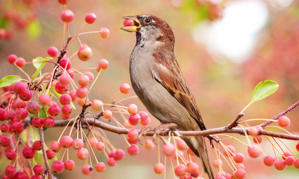 ‘Yoga at Lughnasa’, and ‘The Human Singing&nbsp;Bowl’
